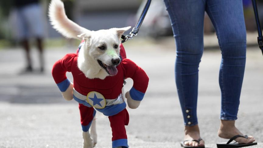 Un chien portant le costume de Captain America lors du défilé du carnaval canin à Rio de Janeiro, au Brésil.