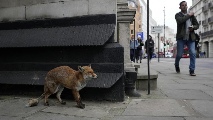 Un renard dans la rue à Londres.