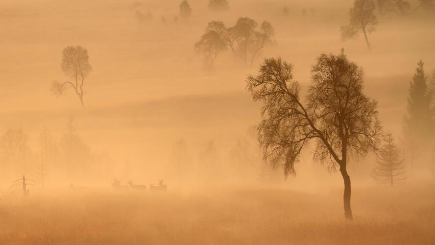 Harde dans la froide brume matinale, la photo préférée de Philippe Moës.