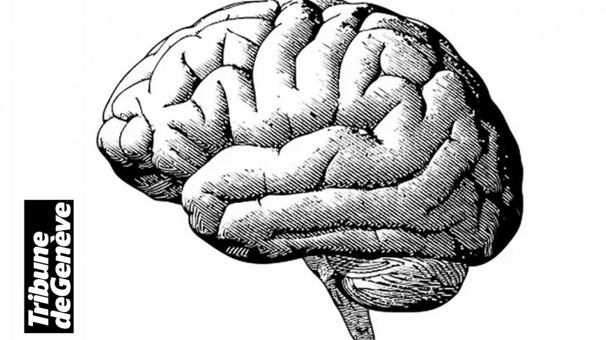 Le néocortex occupe environ 75 % de l’espace du cerveau et est responsable de toutes les fonctions cognitives « supérieures », comme le raisonnement spatial ou le langage.
