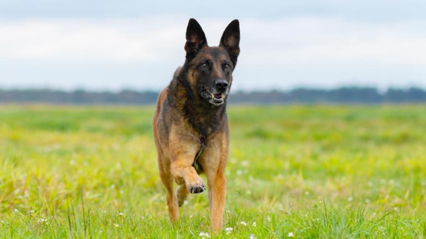 France : les autorités agissent pour capturer un chien présentant « un  danger important » - Le Soir