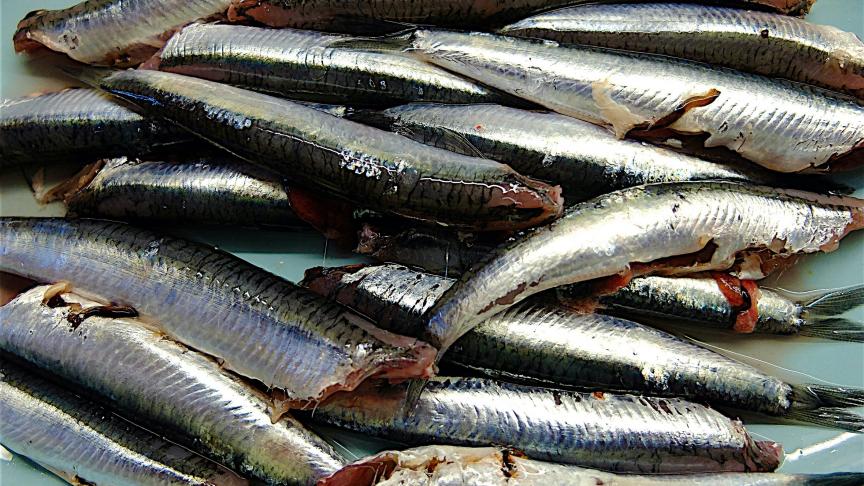 Fresh anchovies Anchois frais  08/09/2021