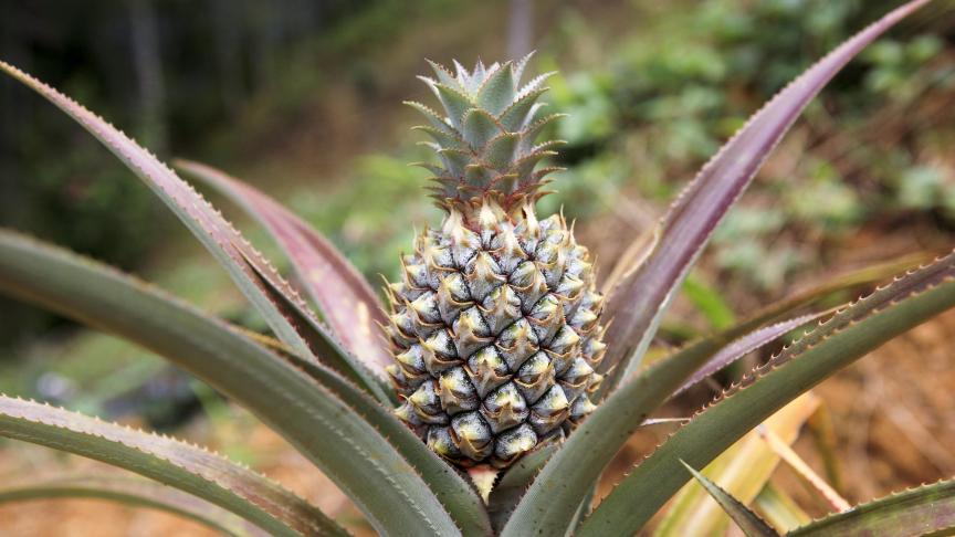 Après la banane, l’ananas est le fruit exotique le plus cultivé dans le monde.