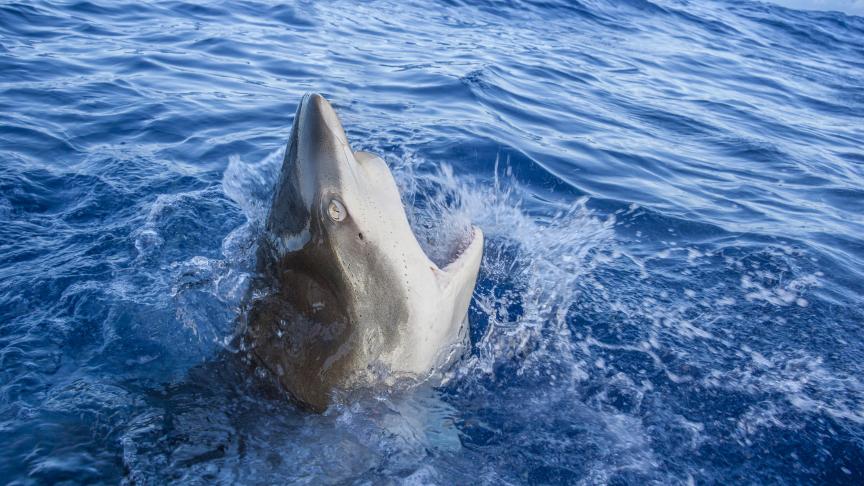Un Hawaïen attaqué par un requin meurt des suites de ses blessures