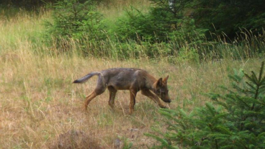 Pour l’heure, en Wallonie, trois meutes de loups sont formellement identifiées entre les Hautes Fagnes et l’Eifel. Pas à Namur.