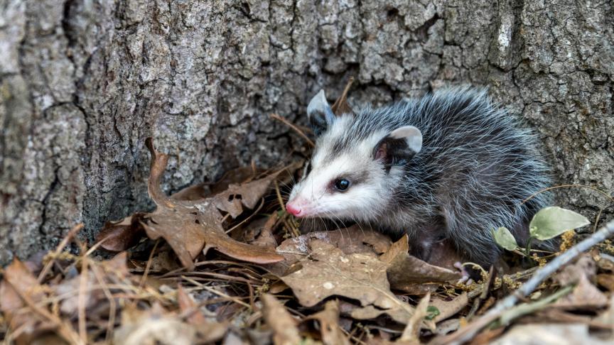 oppossum.jpg