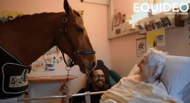 Peyo, le cheval de Hassen, se rend régulièrement dans le service de gériatrie de cet hôpital.