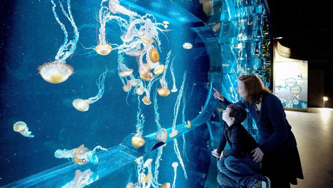 Aquarium meduses (c)J.Alexandre