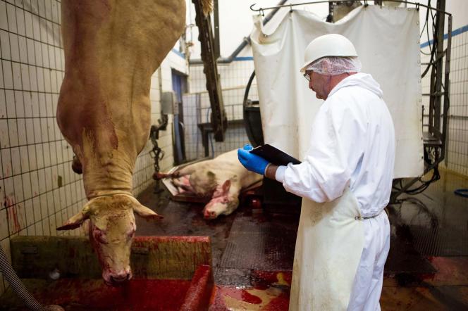 Contrairement à la Wallonie et la Flandre, Bruxelles autorise encore l’abattage rituel des animaux, une pratique qui consiste à égorger moutons ou vaches sans les étourdir au préalable.