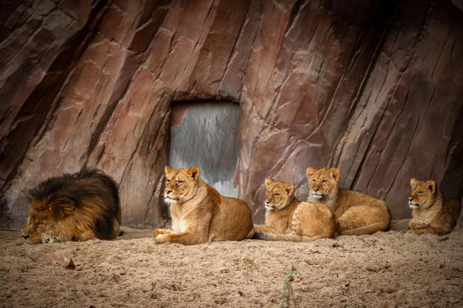 Nestor, Tasa et les trois lionceaux nés en 2021, Whisker, Waka et Winta.