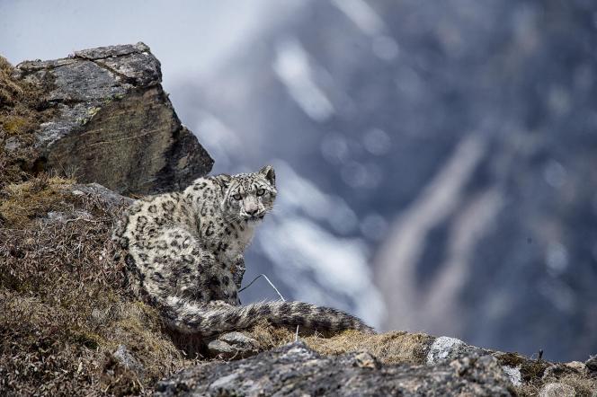 Yalung, the fourth snow leopard collared in Kangchenjunga Conservation Area on 8 May 2017.

Snare visible near animal, please exercise caution before using this image publicly.