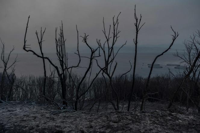 Des arbres brûlés sont vus près du village de Kassiopi sur l’île grecque de Corfou, le 25 juillet 2023, lors d’un incendie de forêt.