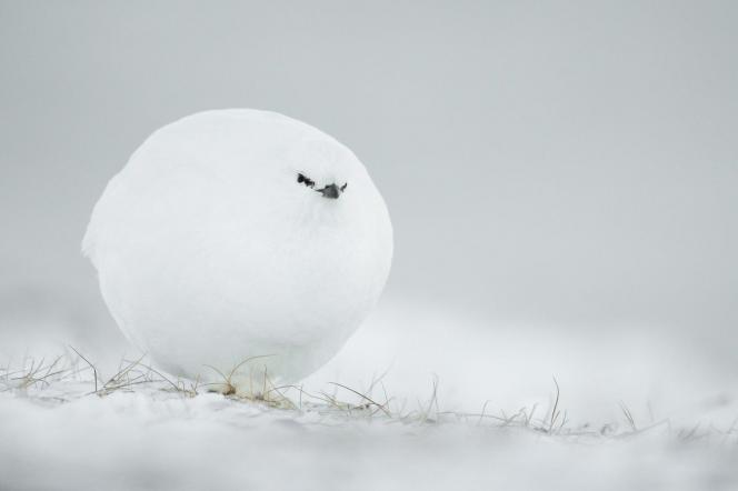 6_highly-commended_jacques-poulard_snowball