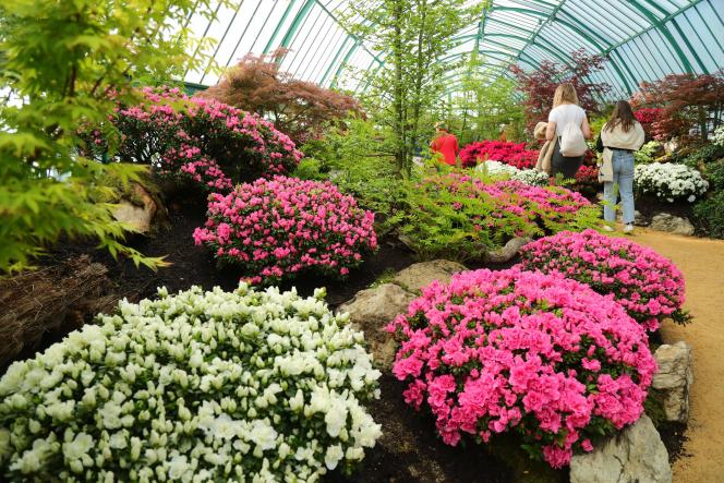 Les azalées font la réputation des jardiniers de Laeken qui dédient à ces fleurs une des serres les plus spectaculaires.